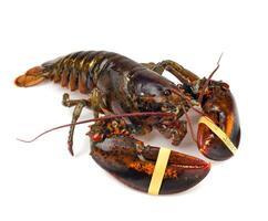 a lobster with its claws up on a white background photo