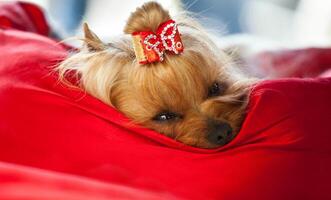 Yorkshire dog relaxing after beauty treatment. photo