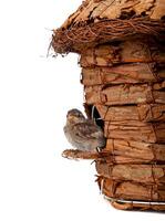 Birdhouse with little sparrow photo