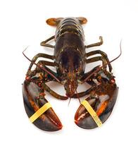 un langosta con sus garras arriba en un blanco antecedentes foto