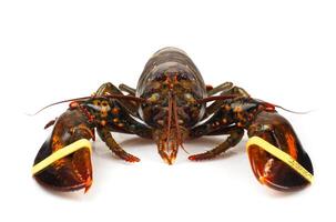 un langosta con sus garras arriba en un blanco antecedentes foto