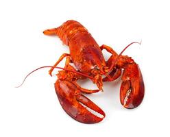 a lobster is shown on a white background photo