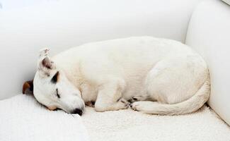 Jack Russell dog sleeps on a white couch. photo