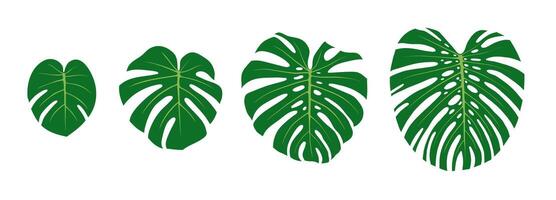 Monstera leaf growth stages. Flat color illustration isolated on white background. vector