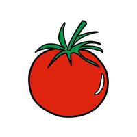 Red tomato illustration isolated on white background. vector