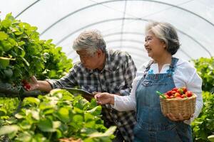 Happy cute couple Asian couple senior farmer working on an organic strawberry farm and harvest picking strawberries. Farm organic fresh harvested strawberry and Agriculture industry. photo