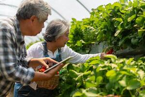 contento linda Pareja asiático Pareja mayor granjero trabajando en un orgánico fresa granja y cosecha cosecha fresas granja orgánico Fresco cosechado fresa y agricultura industria. foto