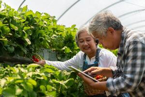 contento linda Pareja asiático Pareja mayor granjero trabajando en un orgánico fresa granja y cosecha cosecha fresas granja orgánico Fresco cosechado fresa y agricultura industria. foto