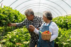 contento linda Pareja asiático Pareja mayor granjero trabajando en un orgánico fresa granja y cosecha cosecha fresas granja orgánico Fresco cosechado fresa y agricultura industria. foto