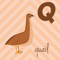 Cute cartoon zoo illustrated alphabet with funny animals. Q for Quail. English alphabet. Learn to read. Isolated illustration. vector