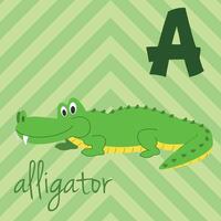 Cute cartoon zoo illustrated alphabet with funny animals. A for Alligator. English alphabet. Learn to read. Isolated illustration. vector