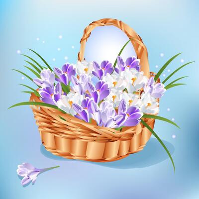 Basket with spring flowers snowdrops.