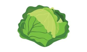 Cabbage Design And Illustration. vector