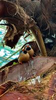 A charming pair of lovebirds nestled on a tree branch, sharing a serene moment in a tranquil environment, ideal for nature and romance themes photo