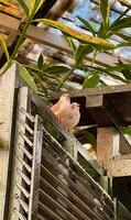 A charming pair of light-colored sparrows perched on a weathered wooden lattice, surrounded by lush greenery in soft light photo