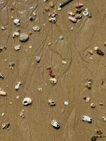 un detallado parte superior ver de varios conchas marinas y piedras dispersado en mojado arena, capturar el esencia de caminar por la playa foto