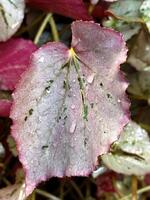 Close-up of a pink leaf with sparkling dewdrops, details of nature's beauty captured in vibrant colors and light photo