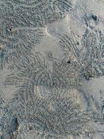 Intricate patterns formed by sand bubbler crabs on a beach, showcasing nature's delicate artistry and texture photo