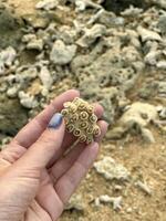 A detailed close-up of coral texture held in hand, showcasing the intricate natural patterns and beauty of marine life photo