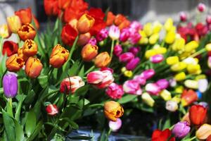 Multicolored, red, yellow, white, lilac tulips on display for sale photo