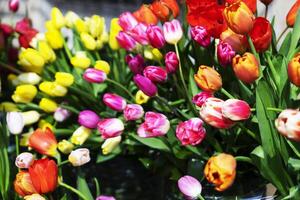 Multicolored, red, yellow, white, lilac tulips on display for sale photo