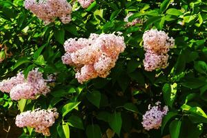 Large lilac bush in spring. Bright flowers of spring lilac bush. Spring lilac flowers close-up. Twig beautiful varietal blooming flower photo