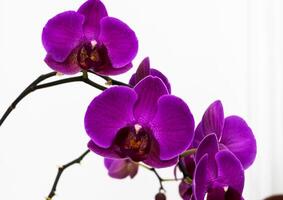 lila , Violeta orquídea flores en un blanco antecedentes. de cerca, foto