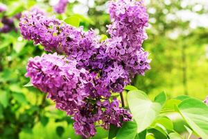 Large lilac bush in spring. Bright flowers of spring lilac bush. Spring lilac flowers close-up. Twig beautiful varietal blooming flower photo