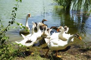 Beautiful white geese and ducks graze and walk on the lake shore. photo