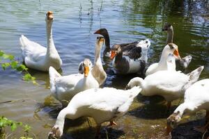 Beautiful white geese and ducks graze and walk on the lake shore. photo