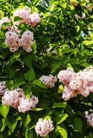 grande lila arbusto en primavera. brillante flores de primavera lila arbusto. primavera lila flores de cerca. ramita hermosa varietal floreciente flor foto
