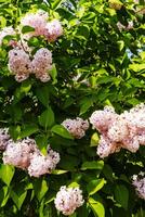 Large lilac bush in spring. Bright flowers of spring lilac bush. Spring lilac flowers close-up. Twig beautiful varietal blooming flower photo