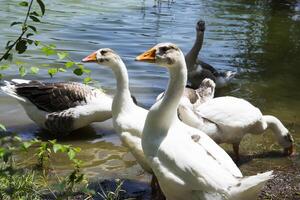 Beautiful white geese and ducks graze and walk on the lake shore. photo