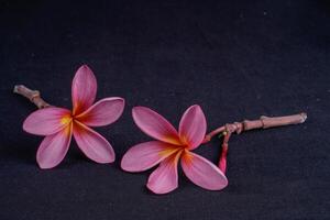 frangipani flowers isolated in black with empty space for advertising photocopy. photo