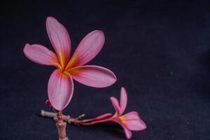 frangipani flowers isolated in black with empty space for advertising photocopy. photo