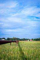 Gas pipe passing through rice fields which are getting ready to be harvested against a bright sky background with empty photocopy space. photo