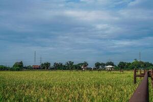 Gas pipe passing through rice fields which are getting ready to be harvested against a bright sky background with empty photocopy space. photo