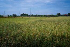 Gas pipe passing through rice fields which are getting ready to be harvested against a bright sky background with empty photocopy space. photo