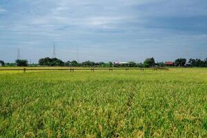 Gas pipe passing through rice fields which are getting ready to be harvested against a bright sky background with empty photocopy space. photo