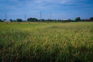 Gas pipe passing through rice fields which are getting ready to be harvested against a bright sky background with empty photocopy space. photo