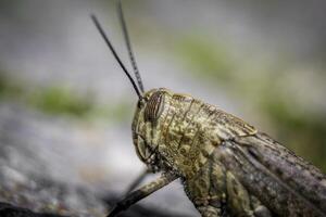 Closeup macro shot of a grashopper with blurry background photo