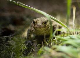 Natterjack toad, Epidalea calamita hiding in the grass of Kalmthout Heath photo