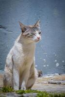 Vertical shot of a street cat sitting in an alley against blue cracked wall photo