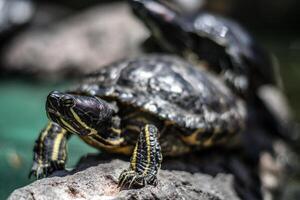 Yellow bellied Slider Trachemys scripta scripta turtle photo