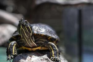 Yellow bellied Slider Trachemys scripta scripta turtle photo