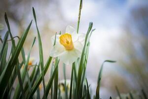 Low angle view of daffodil flower in spring photo