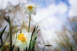 Low angle view of daffodil flower in spring photo