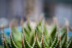 Closeup macro shot of Lace Aloe or Aristaloe aristata, abstract white lacy patterns on the green pointed leaves photo