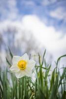 Vertical shot of low angle view of daffodil flower in spring photo