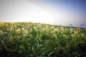 A serene field of tall grasses during sunset. photo